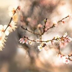 Кухонный фартук Цветы 317 МДФ матовый (3000) Flowers в Нижневартовске - nizhnevartovsk.mebel24.online | фото